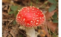 “蘑菇”其实是两种菌类 你知道吗？