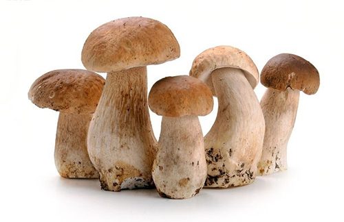 蘑菇的种类有很多不仅仅是香菇一种,日常生活中的杏鲍菇,木耳,金针菇
